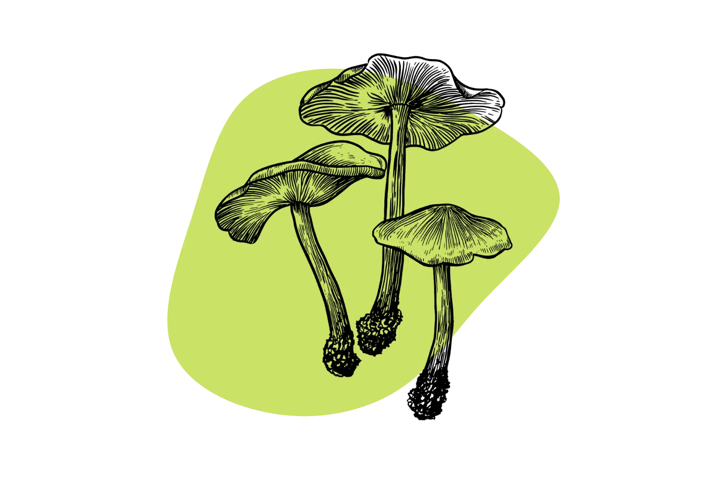 magic mushrooms